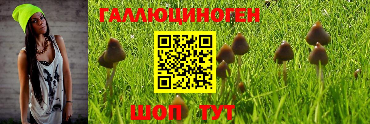 Галлюциногенные грибы Psilocybe  Вход с VPN  Пушкино  Псилоцибиновые грибы GOLDEN TEACHER 